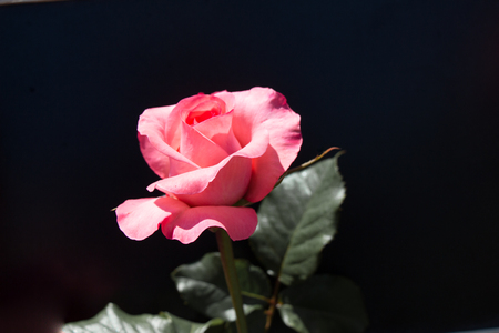 Beautiful rose with a blackの写真素材