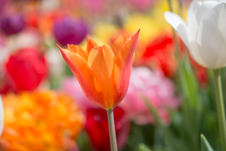 Outstanding colorful tulip flower bloom in the spring  gardenの写真素材