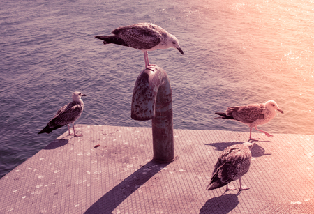 Single seagull as a wild sea bird in the viewの写真素材