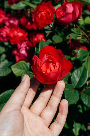 Blooming beautiful colorful roses in the gardenの写真素材