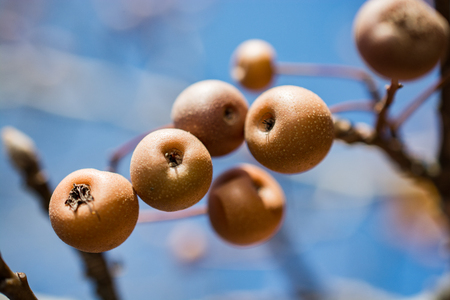 Wild fruit found in the tree in natureの写真素材
