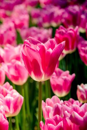 Beautiful tulips flower for postcard beauty concept designの写真素材