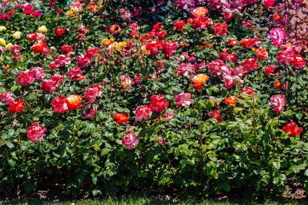 Pink roses in a botanical park in Istanbul on displayの写真素材