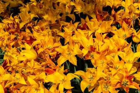 Blooming tulips  flowers in  as  floral plantの写真素材