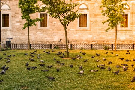 Pigeons in a park on grass. Calm, tranquil scene.の写真素材