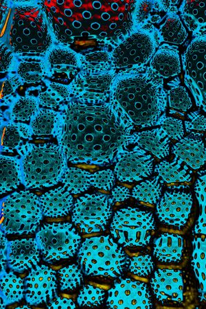 Oil bubbles inside water base form patternsの写真素材