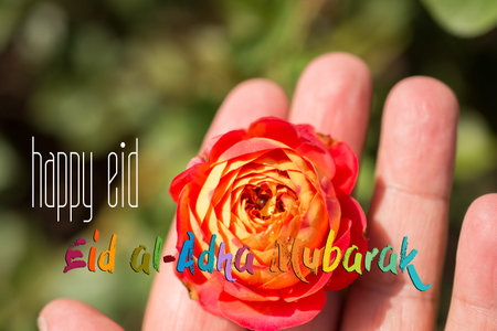 Hand holding rose bloom in in the gardenの写真素材