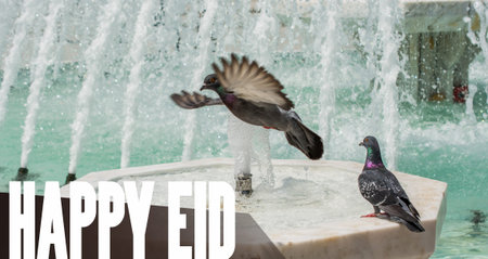 City pigeons by the side of water at a fountain