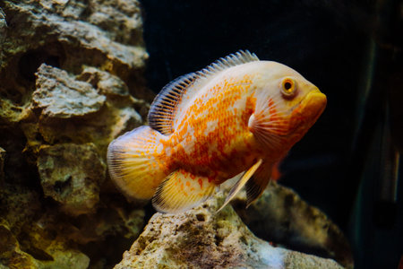 Beautiful colorful fish swims in the aquarium environment