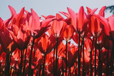 Blooming tulips  flowers in  as  floral plant  backgroundの写真素材