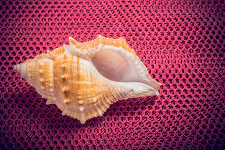 Beautiful seashell on the desk in view