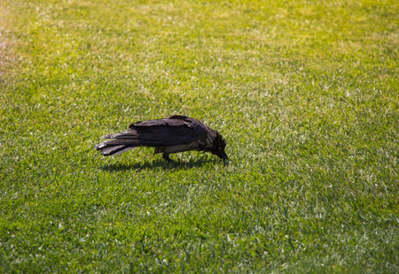 The Hooded Crow Corvus cornix is a  bird species