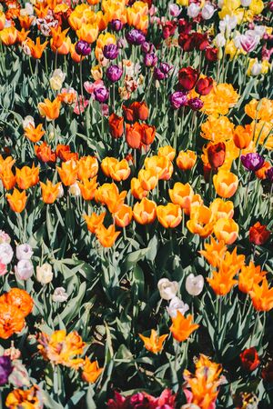 Beautiful tulips flower for postcard beauty concept designの写真素材
