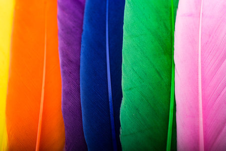 Studio shot photo of colored bird feathers as texture background