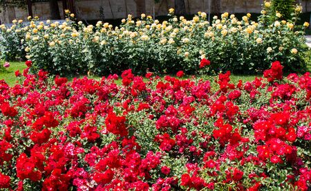 Red and pink roses in a botanical park on displayの写真素材
