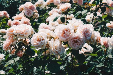 Blooming beautiful bunch of roses in spring gardenの写真素材