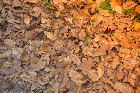Autumn leaves texture