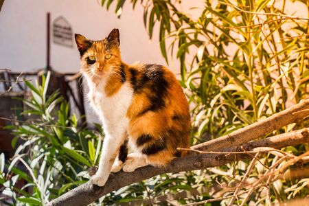 pictures of the Lovely cat as domestic animal in viewの写真素材