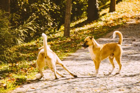 Stray dogs is in the road in a park in viewの写真素材