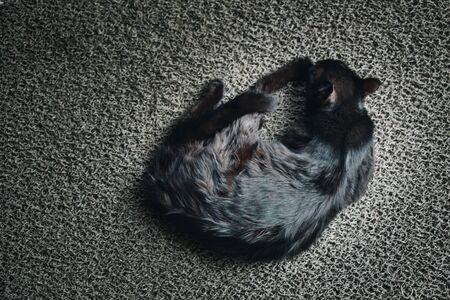 pictures of the Lovely cat as domestic animal in viewの写真素材