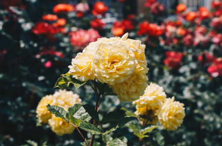 Yellow flowers in a botanical park in Istanbul on display