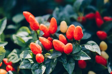 A Lot of Red Chilli Peppers  plant grow  as foodの写真素材