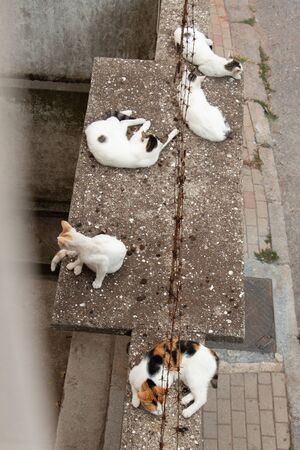 Pictures of the Lovely cat as domestic animal in viewの写真素材