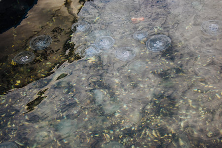 Jellyfish in the water in the view