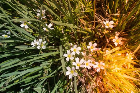 Blooming beautiful colorful wild flowers in Artvin highlandの写真素材
