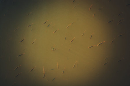 Fish found  in abundance  in the muddy waters