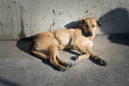 Homeless stray dogis in the street as lonely concept