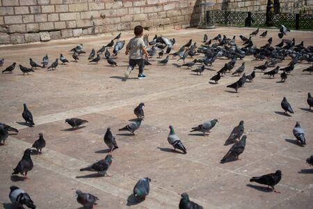 Little kid amid Lovely pigeon birds feed in an urban environmentの写真素材