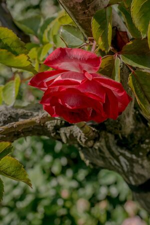 Blooming beautiful colorful rose in garden nature backgroundの写真素材