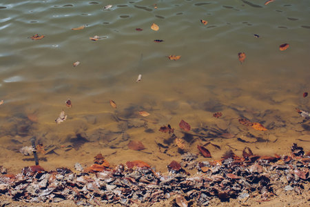 Autumn leaves texture for background. leaf background texture on water