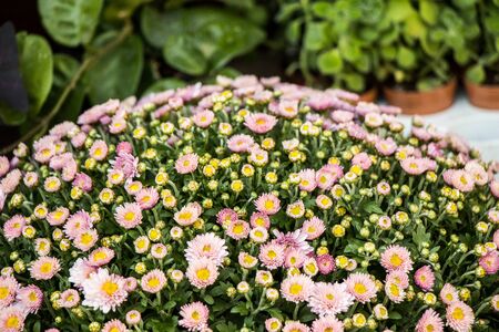 Springtime blooming potted  flowers in a flower shopの写真素材