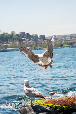 Single seagull is found on the shore of the seaの写真素材