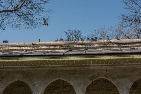 Lovely pigeon birds ,  city doves by live in an urban environmentの写真素材