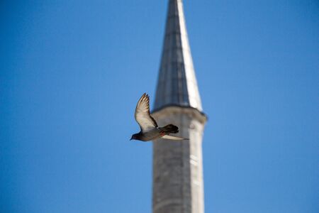 Pigeon flying in air by the side of a minaretの写真素材