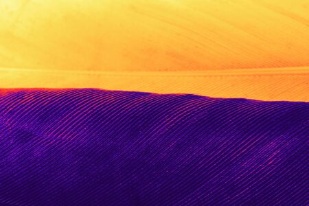 Studio shot photo of colored bird feathers as texture backgroundの写真素材