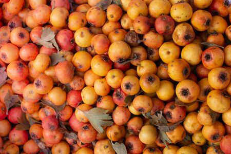 Azarole, mediterranean medlar  picked up and sold in marketの写真素材