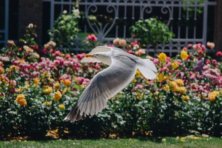 seagull by the fountain in the rose gardenの写真素材