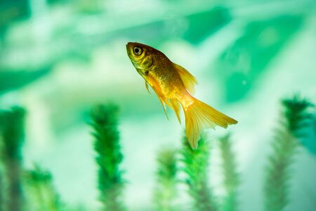 Colorful fish swimming in an aquariumの写真素材
