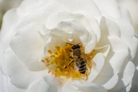 Honey bee collects pollen from  rose in gardenの写真素材