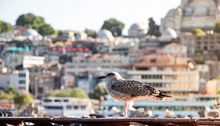 Seagull flying over the sea in Istanbul in urban environmentの写真素材