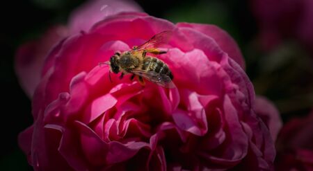 Honey bee collects pollen from  rose in gardenの写真素材