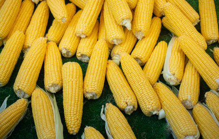 Plenty of organic fresh peeled corns as food background