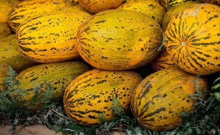 Beautiful tasty ripe melons at the marketの写真素材
