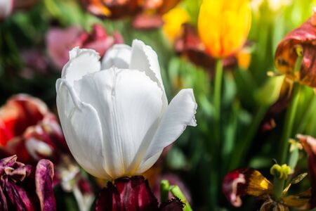Beautiful colorful tulips flower in spring time gardenの写真素材