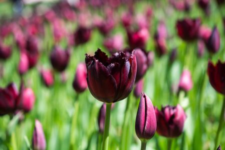 Tulip Flowers Blooming in Spring Seasonの写真素材