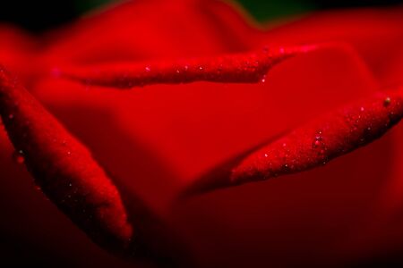 Beautiful fresh roses in close up viewの写真素材